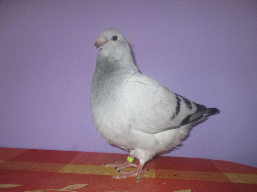 6874-17 - Tineret 2017