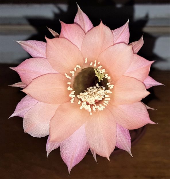Echinopsis Gruccione - Cactusi si suculente