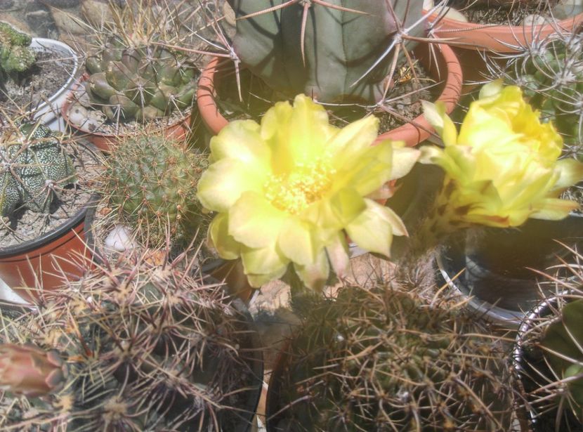  - Cactusi si suculente 2017
