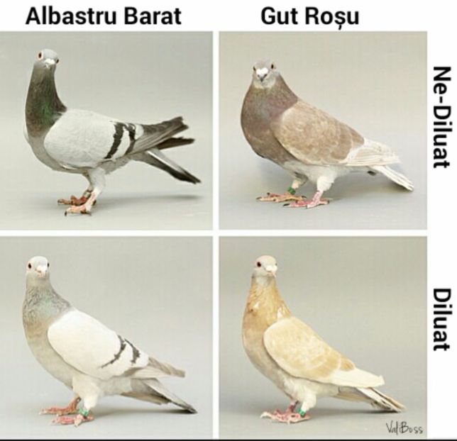 Poza 5 - A8 CLASA CULOARE DILUAT