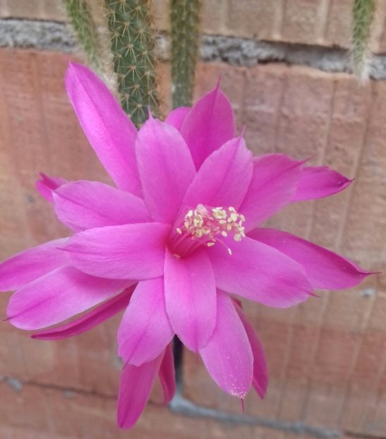 20170616_164550-1 - Ghivece in curte