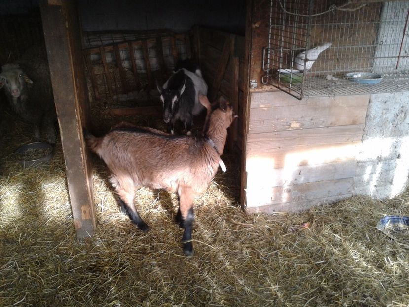 Fotografie0248 bambi (1) - b1---bambi ieduta mirelei din 29 08 2016