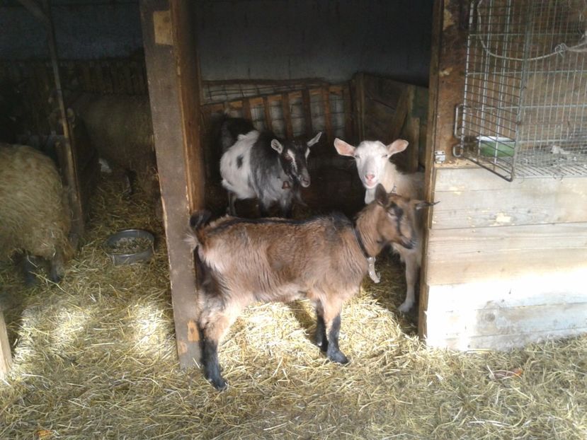 Fotografie0248 bambi (2) - b1---bambi ieduta mirelei din 29 08 2016