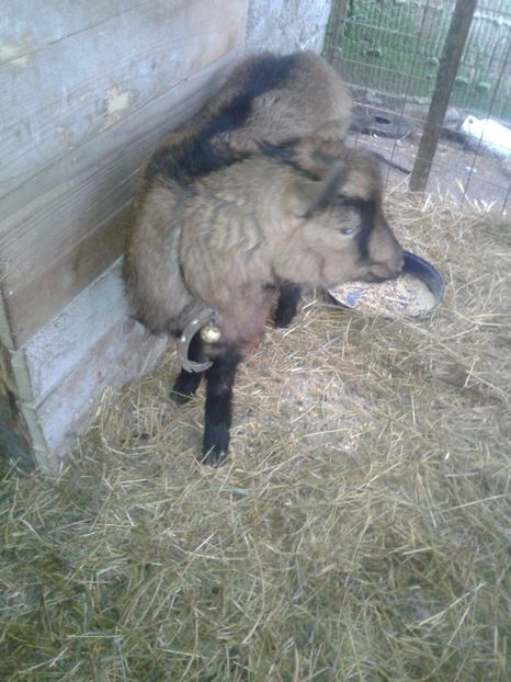 Fotografie0882 ieduta bambi (3) - b1---bambi ieduta mirelei din 29 08 2016