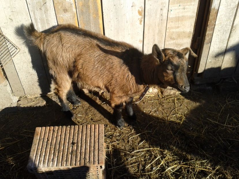 Fotografie0952 ieduta bambi - b1---bambi ieduta mirelei din 29 08 2016