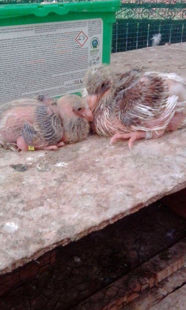 10--11 - Tineret AGH 2017