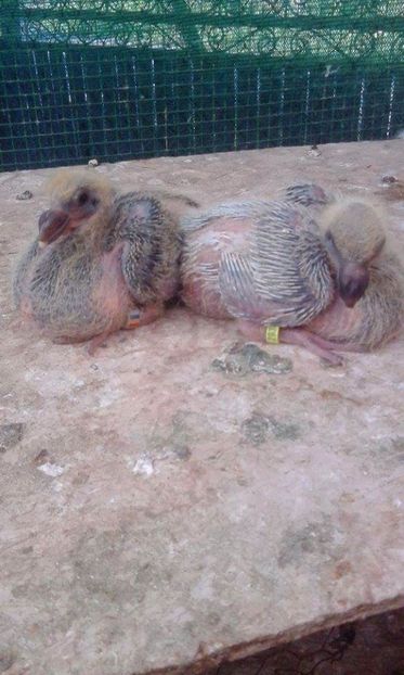 12--13 - Tineret AGH 2017