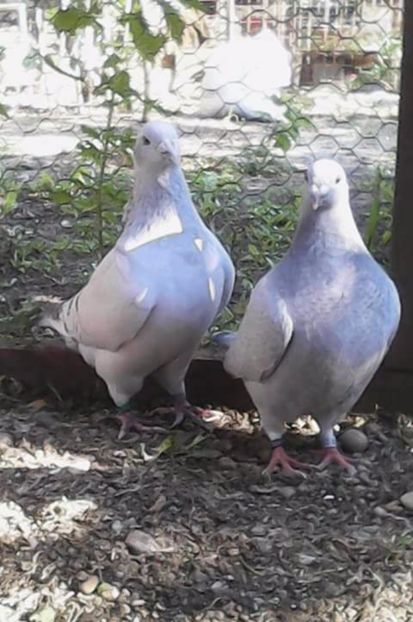 Femela 2013.fica 2016. - contact aurel Bucuresti -calugareni