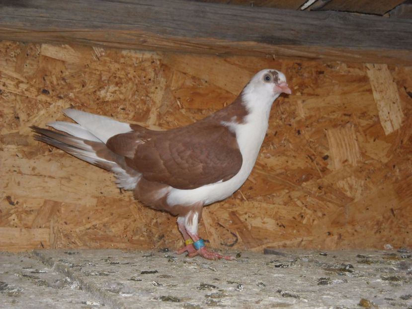 pierdut - PUISORI  2017