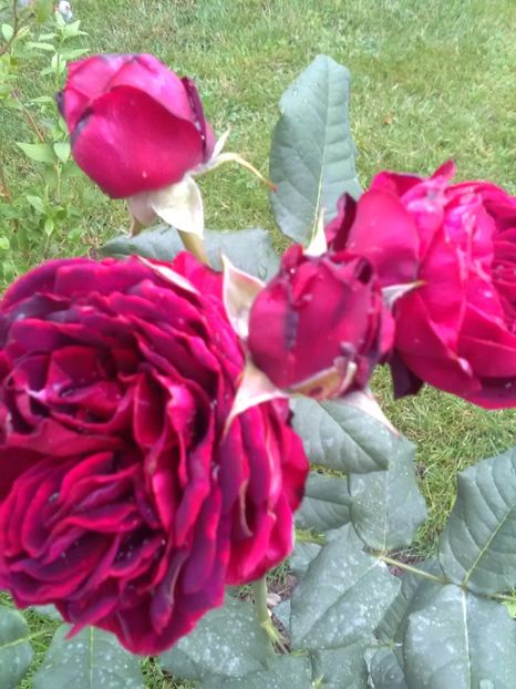  - Asterid grafin von handeberg