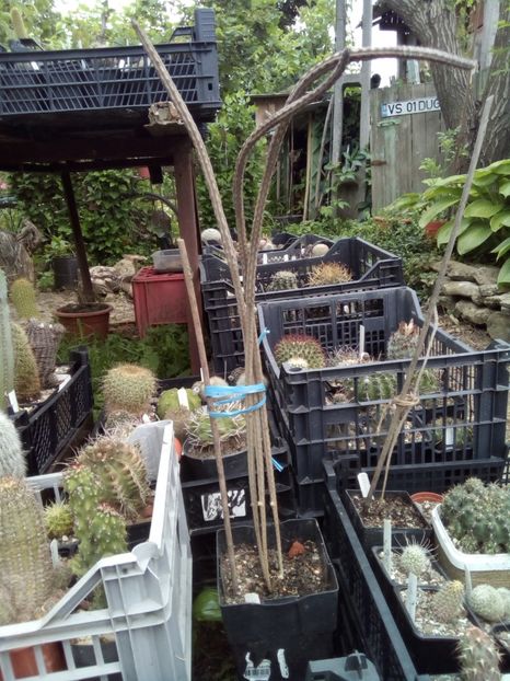 echinocereus viperina - Cactusi noi in colectia mea