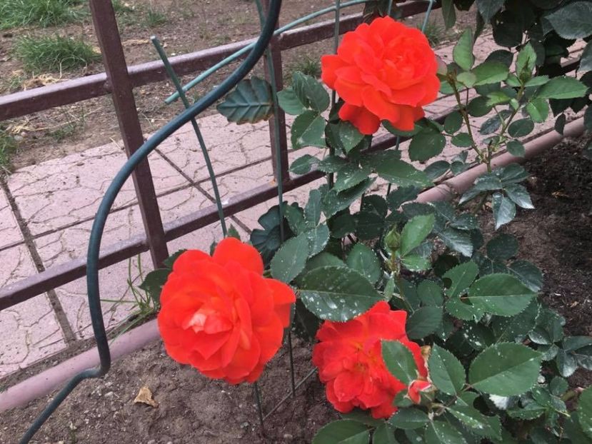 Super Trouper 7 - 2017 - Super Trouper