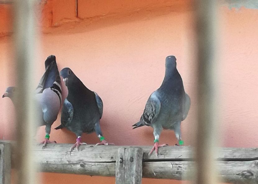  - Seria a doua de pui