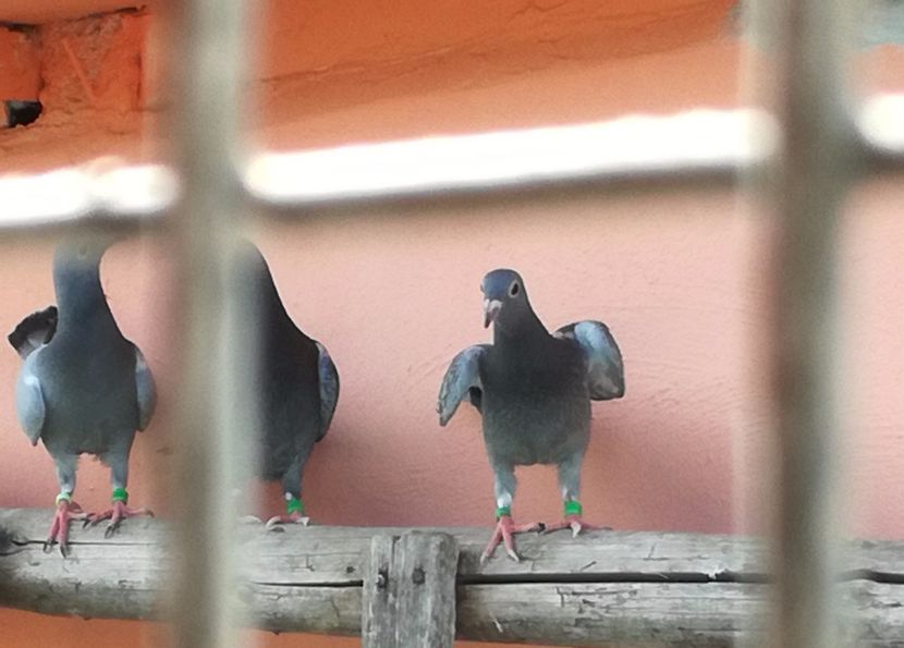  - Seria a doua de pui