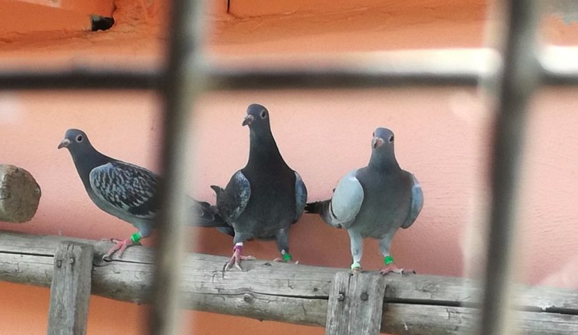  - Seria a doua de pui