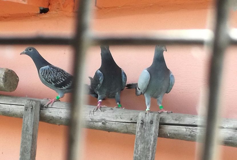  - Seria a doua de pui