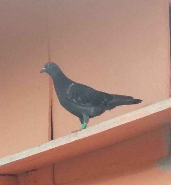  - Seria a doua de pui