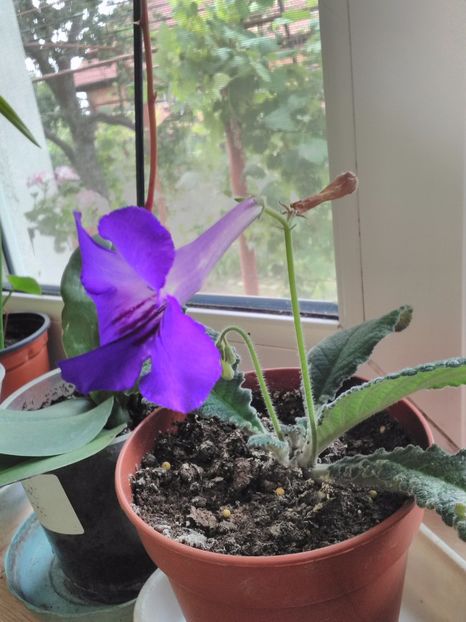 Streptocarpus mov - Flori 2017