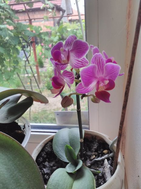 Orhidee - Flori 2017