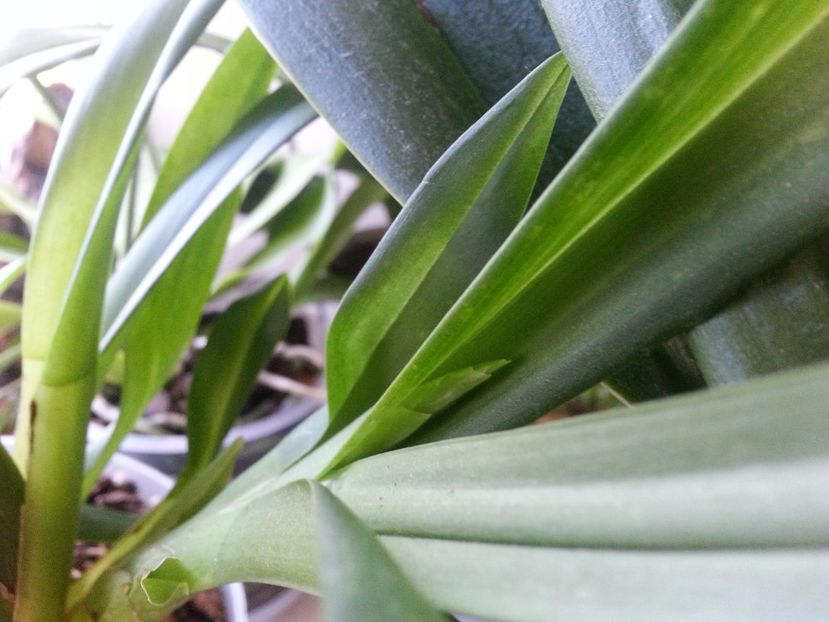 Iubita mea face încă o tija!-a3 - Miltonia sunset