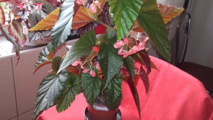 20170618_094342[1] - la alte begonii