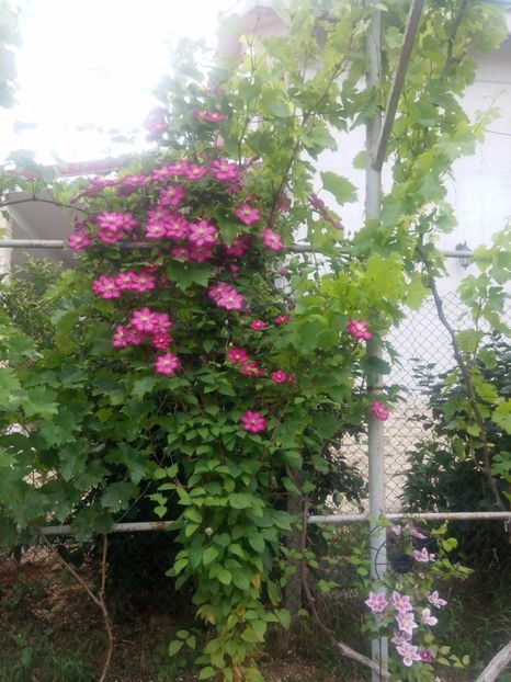 ville du Lyon-17.iunie - clematis 2017