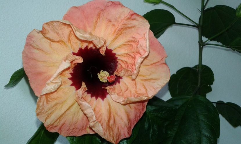  - Hibiscus Paper Tree