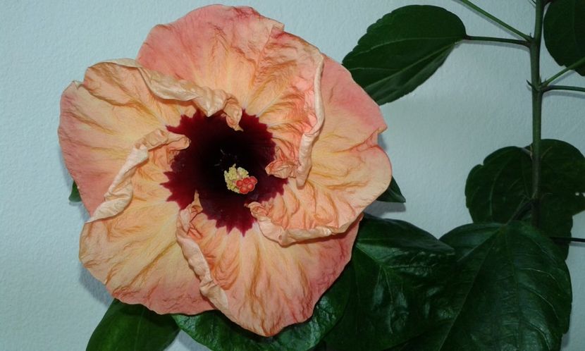  - Hibiscus Paper Tree