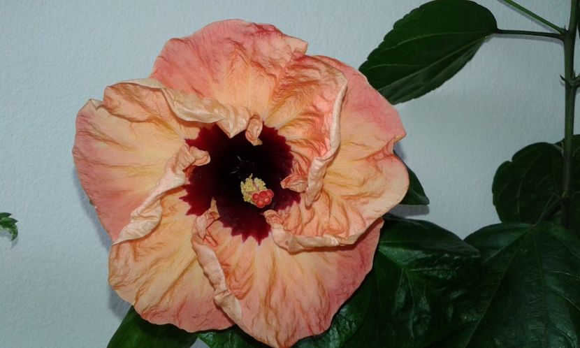  - Hibiscus Paper Tree