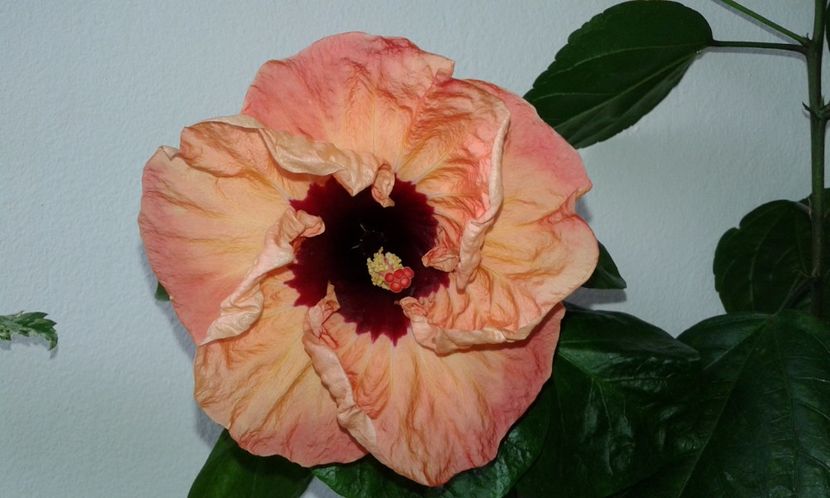  - Hibiscus Paper Tree