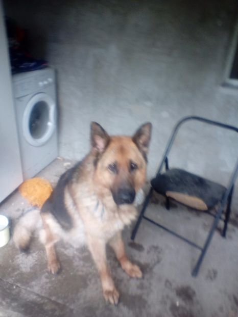 Rex - Ciinele meu Ciobanesc German