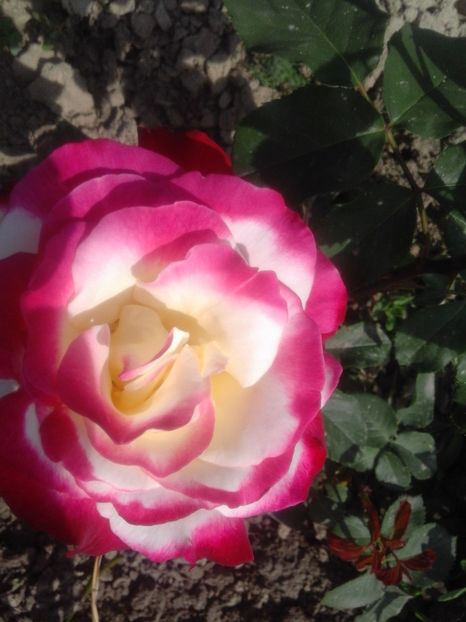 double Delight - Trandafiri 2017