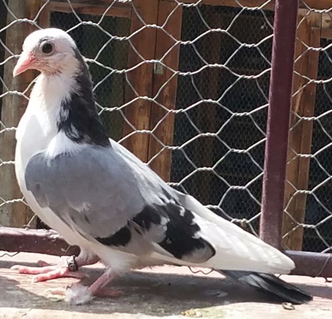 Data in Caransebes la Liviu V - D- Porumbei JUCATORI DE GALATI VANDUTI Album 3