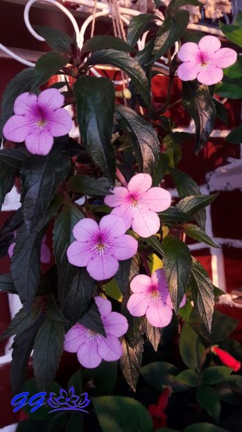  - 08 Achimenes 2017