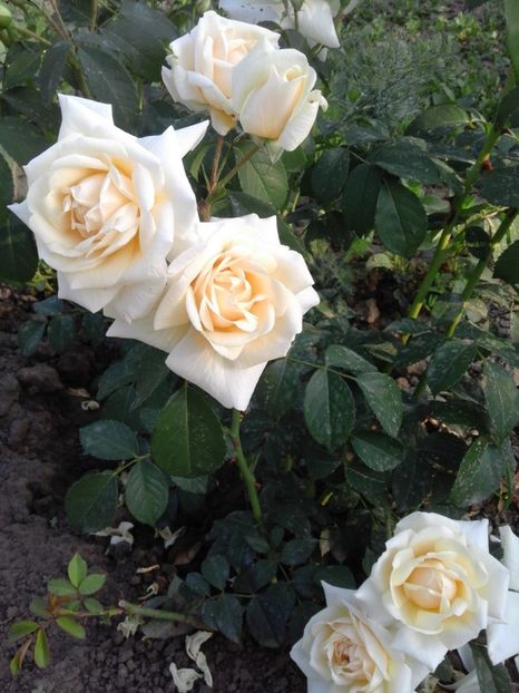 Ilse Kron sup - Trandafiri 2017