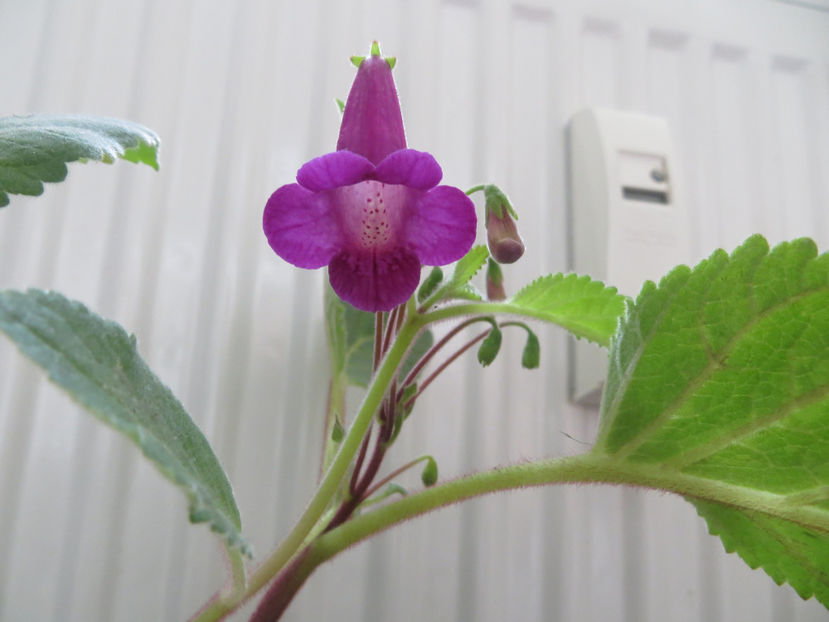  - gesneriaceae