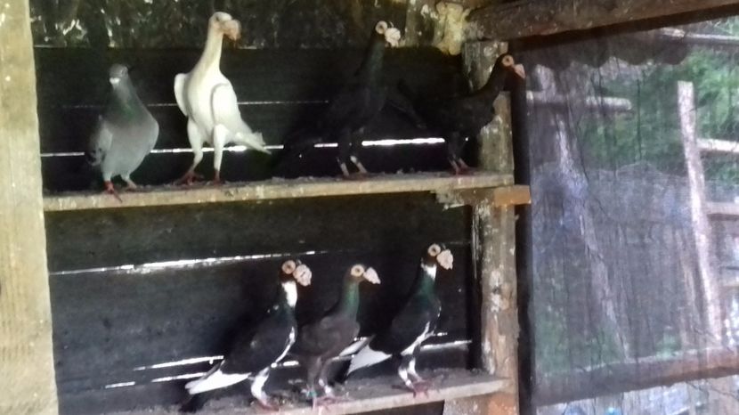  - CARIERI MATCA 2017