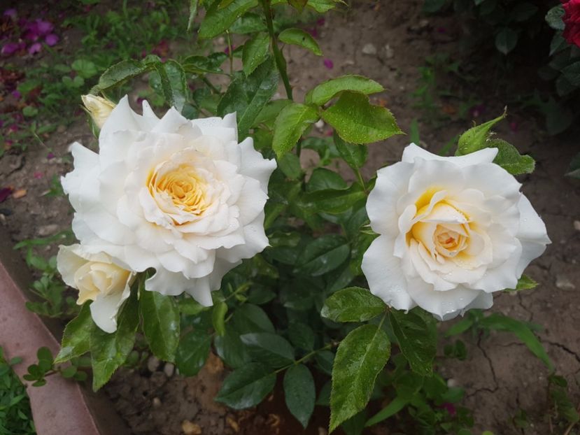 20170617_062033[1] - nadine xella richi