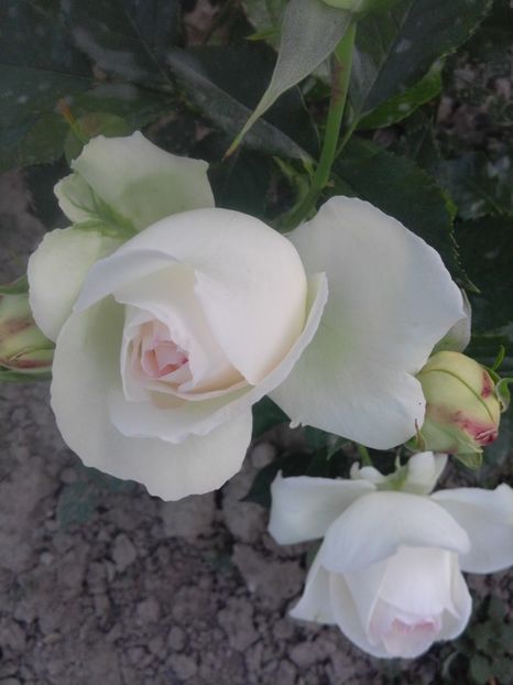 Eden alb - Trandafiri 2017