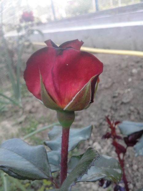 Eddy M - Trandafiri 2017