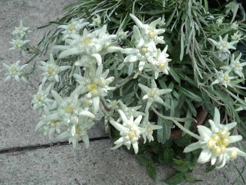 iunie 2017 - REGINA MUNTILOR