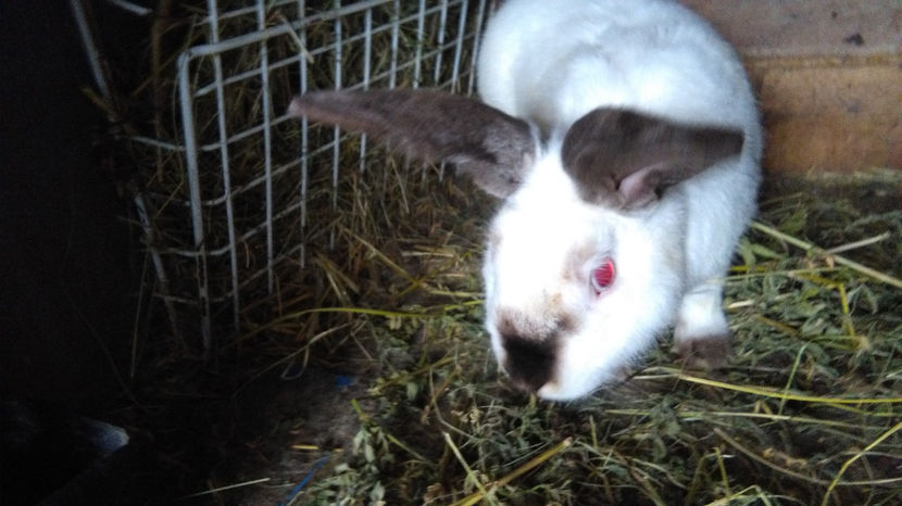 MASCUL=URIAS DE TRANSILVANIA ; - 0 0 D Iepurii mei 2018