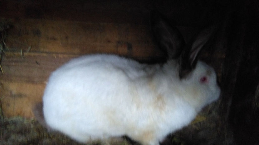  - 0 0 D Iepurii mei 2018