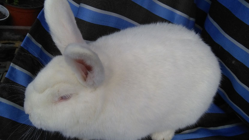  - 0 0 D Iepurii mei 2018