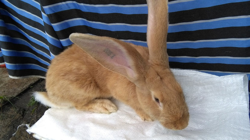  - 0 0 D Iepurii mei 2018