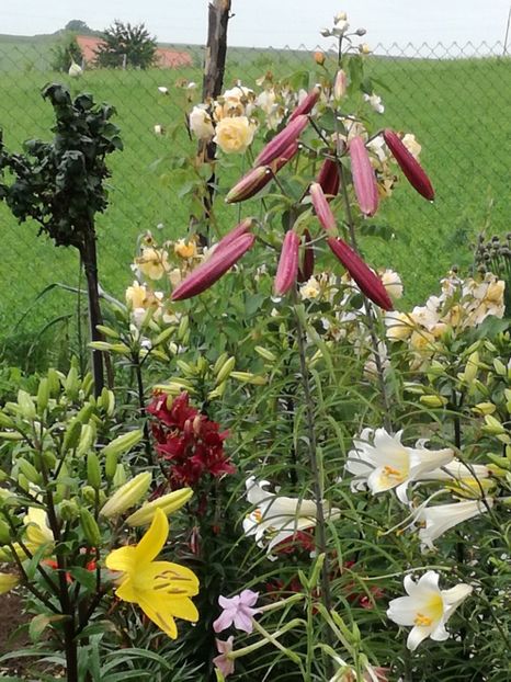  - Crini de tot felul 2017