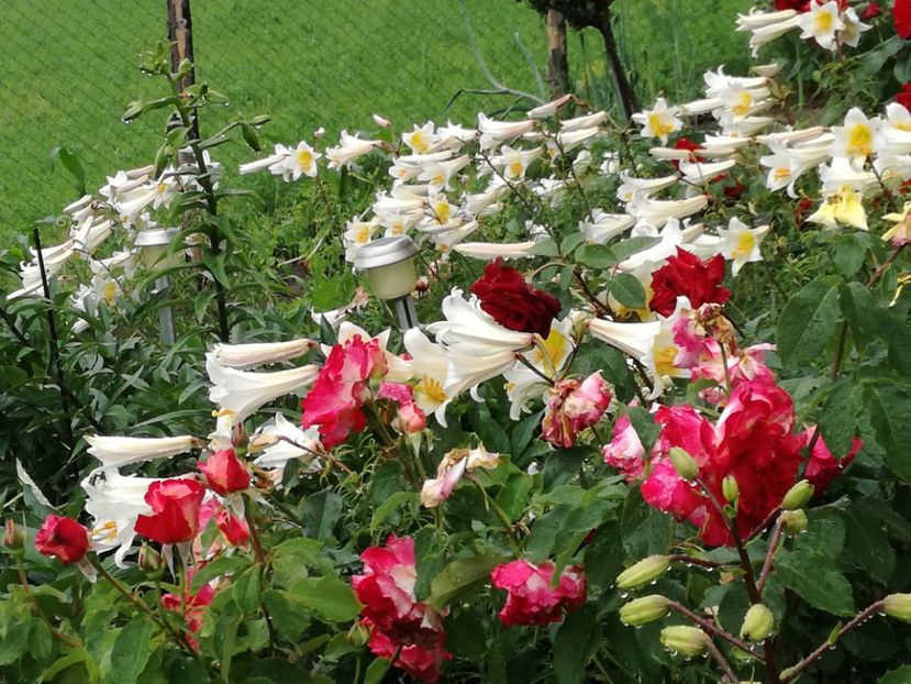  - Crini de tot felul 2017