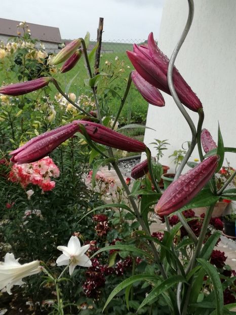  - Crini de tot felul 2017