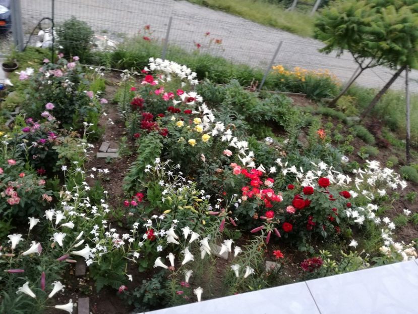  - Crini de tot felul 2017