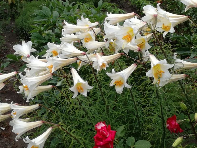  - Crini de tot felul 2017